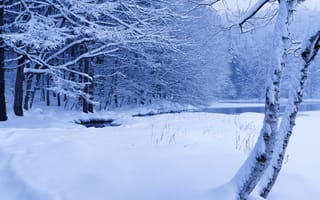 Картинка лес, зима, ручей, деревья, пруд, снег