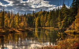 Обои осень, природа, лес, озеро, деревья