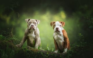 Картинка собаки, природа, бревно, взгляд, американский питбультерьер, два, поза, мордашки, парочка, щенки, пара, дуэт, листья, два щенка, зеленый