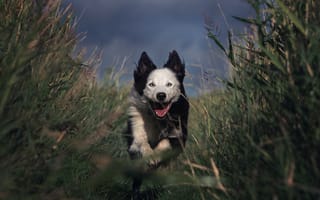 Картинка поле, язык, заросли, бег, собака, природа, прогулка, взгляд