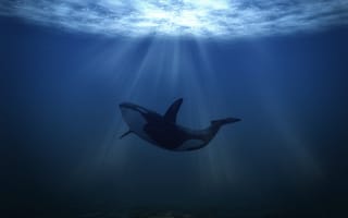 Картинка кит, свет, касатка, под водой, underwater, подводный мир, whale, полет, море, sea