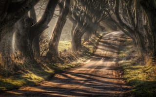 Картинка Северная Ирландия, деревья, Баллимони, графство Антрим, дорога Bregagh Road, Темная аллея, осень