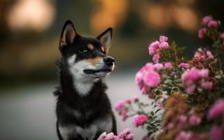 Картинка цветы, розы, сиба, черный, щенок, розовый куст, сиба-ину, собака