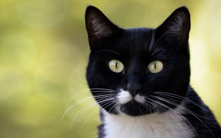 Картинка кошка, кот, черный, взгляд, зеленый, морда, портрет, свет