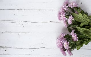 Картинка цветы, violet, хризантемы, wood, pink, flowers, розовые