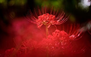 Картинка свет, цветы, природа, красный, ликорис, размытие, боке