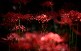 Картинка свет, цветы, боке, лепестки, темный, стебель, ликорис, красный