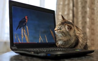 Картинка кошка, ноутбук
