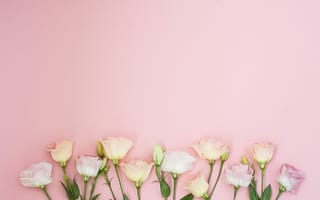 Картинка цветы, pink, eustoma, эустома, flowers, розовые