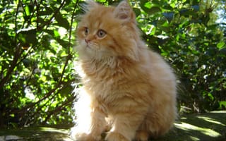 Картинка Котенок, малыш, кошка, котэ, рыжий, пушистый