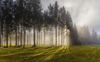 Картинка природа, солнце, Австрия, лес, лучи, туман, свет, деревья
