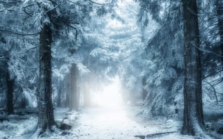 Обои природа, дорога, зима, лес, туман, снег, дымка