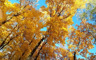 Картинка небо, Деревья, осенние листья