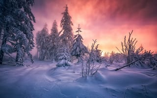 Картинка Швейцария, лес, зима, утро, снег