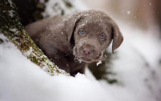 Картинка зима, снег, собака, щенок, мордашка, коричневый, шоколадный, припорошило, ретривер, малыш, взгляд, портрет, карапуз