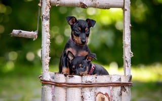 Картинка собаки, две собаки, композиция, малыши, поляна, пара, два, парочка, деревянный, щенки, черные, природа, дуэт, зеленый, боке, колодец