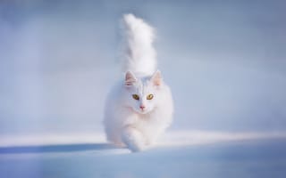 Картинка кот, кошка, снег, котэша, жёлтые глаза, белый и пушистый