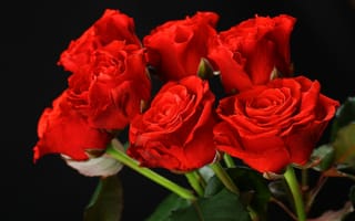 Обои red, flowers, букет, красные, розы, roses