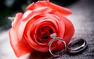Картинка red, цветок, обручальные, ring, кольца, rose, роза