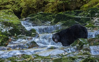 Картинка ручей, медведь, Барибал, камни, мох, Чёрный медведь