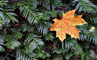 Картинка осень, autumn, maple, leaf, клен, елка, лист