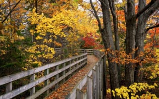 Картинка осень, парк, мост