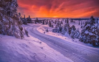 Картинка Норвегия, зима, дорога, санный путь