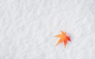 Картинка зима, leaves, снег, листья, maple, осень, winter, snow, autumn, клен
