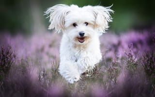 Картинка собака, белая, болонка, бег, вереск