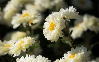 Картинка цветы, белые, лепестки, хризантемы, астры