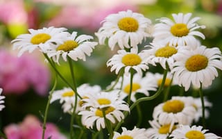 Картинка лето, цветы, сад, стебель, белые, ромашки, много