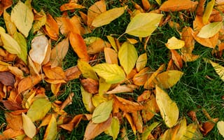 Картинка осень, leaves, yellow, autumn, трава, листья, лужайка, осенние, colorful, желтые