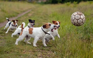Картинка собаки, спорт, футбол, мяч, друзья