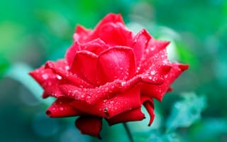 Картинка капли, цветы, зеленый, розы, бутоны, красный, алая