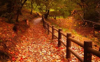 Картинка осень, забор, листья, деревья, тропинка, парк