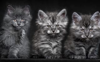 Картинка Котята, серые, кошки, Мейн-куны, пушистые, троица
