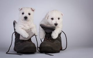 Картинка собаки, ботинки, щенки