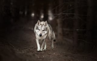 Обои волк, природа, лес