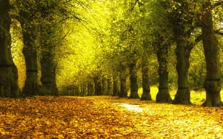 Картинка осень, парк, деревья, аллея, желтые, листья