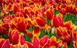 Картинка поле, цветы, весна, бутоны, много, оранжевый, тюльпаны, красный