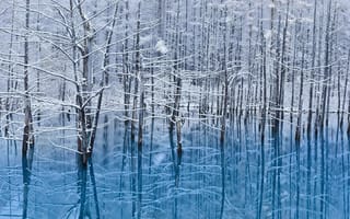 Картинка Япония, снег, зима, отражения, вода, остров, деревья, Хоккайдо
