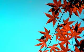 Картинка небо, листья, осень, японский клен