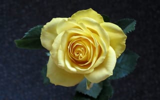Обои цветок, жёлтая роза, роза