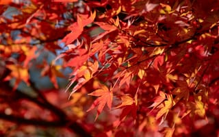 Картинка осень, листья, colorful, red, autumn, красные, дерево, клен