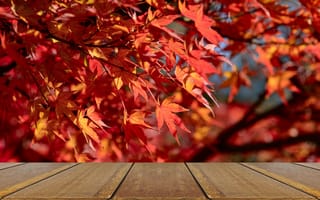 Картинка осень, red, осенние, wood, дерево, leaves, maple, autumn, colorful, клен, доски, листья, красные, table