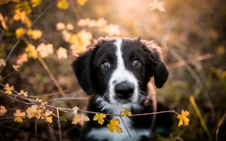 Обои осень, мордашка, куст, поза, портрет, листья, черно-белый, щенок, природа, милый, ракурс, собака, малыш, взгляд, ветки