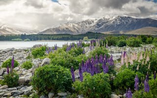 Картинка New Zealand, горы, цветы