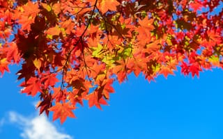 Обои осень, листья, maple, осенние, autumn, colorful, клен, leaves, дерево