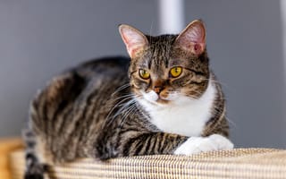 Картинка кошка, кот, желтые глаза, взгляд, серый, полосатый, лежит