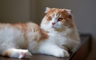 Картинка кошка, кот, красотка, вислоухий, белая с рыжим, лежит